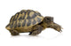 Herman's Tortoise - Testudo hermanni Wall Decal