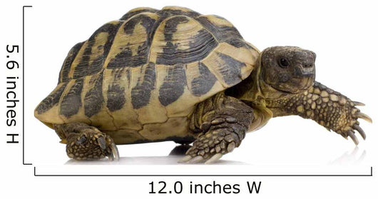 Herman's Tortoise - Testudo hermanni Wall Decal