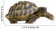 Herman's Tortoise - Testudo hermanni Wall Decal