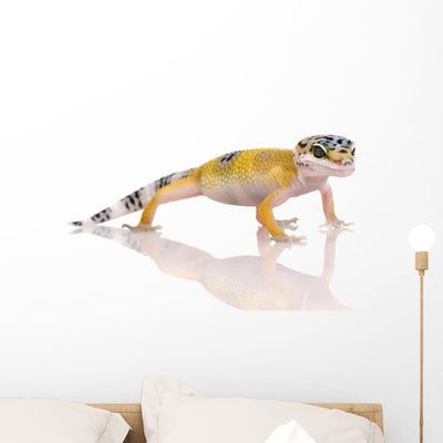 Young Leopard Gecko Eublepharis Wall Decal shown on a wall