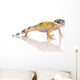 Young Leopard Gecko - Eublepharis Macularius Wall Decal