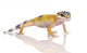 Young Leopard Gecko - Eublepharis Macularius Wall Decal