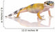 Young Leopard Gecko - Eublepharis Macularius Wall Decal