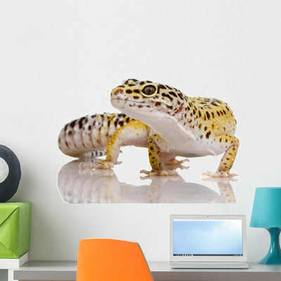Leopard Gecko Eublepharis Macularius shown on a wall