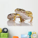 Leopard Gecko Eublepharis Macularius
