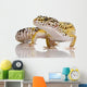 Leopard Gecko Eublepharis Macularius