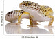 Leopard Gecko Eublepharis Macularius