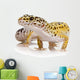 Leopard Gecko - Eublepharis Macularius Wall Decal