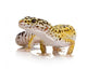 Leopard Gecko - Eublepharis Macularius Wall Decal