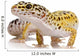 Leopard Gecko - Eublepharis Macularius Wall Decal