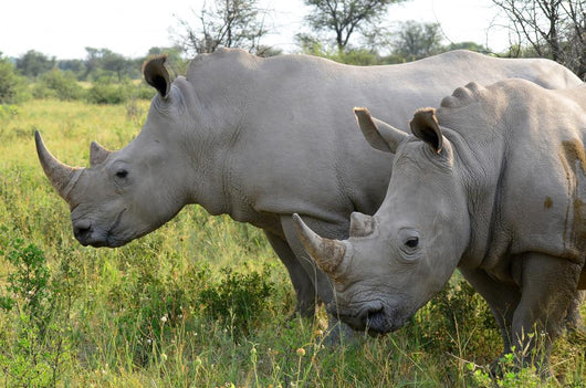 Up Rhino Khama Reserve