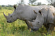 Up Rhino Khama Reserve