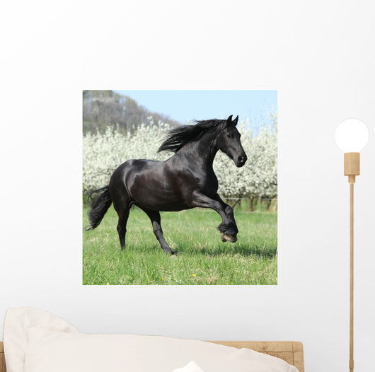 Gorgeous Friesian Mare Running