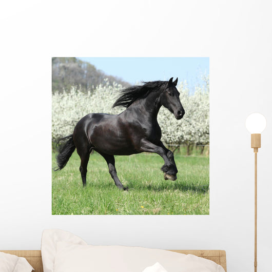 Gorgeous Friesian Mare Running