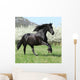 Gorgeous Friesian Mare Running
