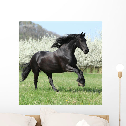Gorgeous Friesian Mare Running