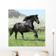 Gorgeous Friesian Mare Running
