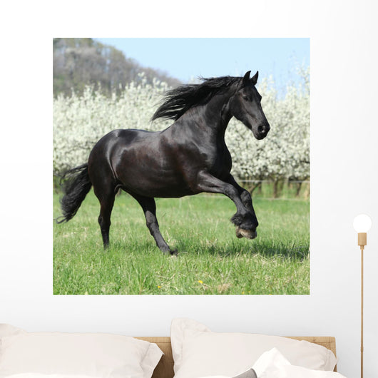 Gorgeous Friesian Mare Running