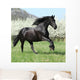 Gorgeous Friesian Mare Running