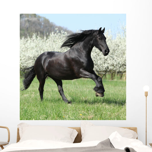 Gorgeous Friesian Mare Running