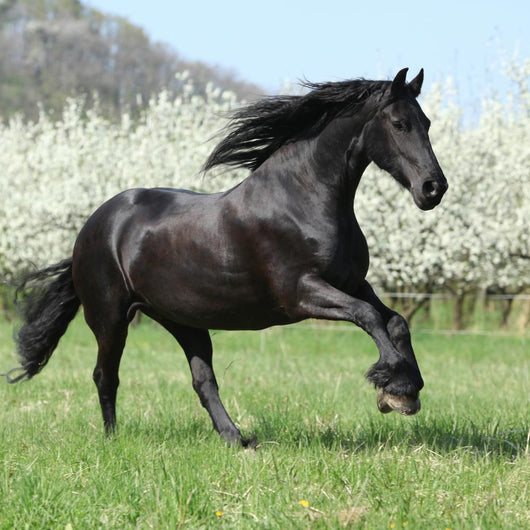 Gorgeous Friesian Mare Running