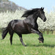 Gorgeous Friesian Mare Running