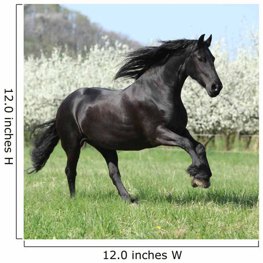 Gorgeous Friesian Mare Running