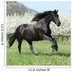 Gorgeous Friesian Mare Running