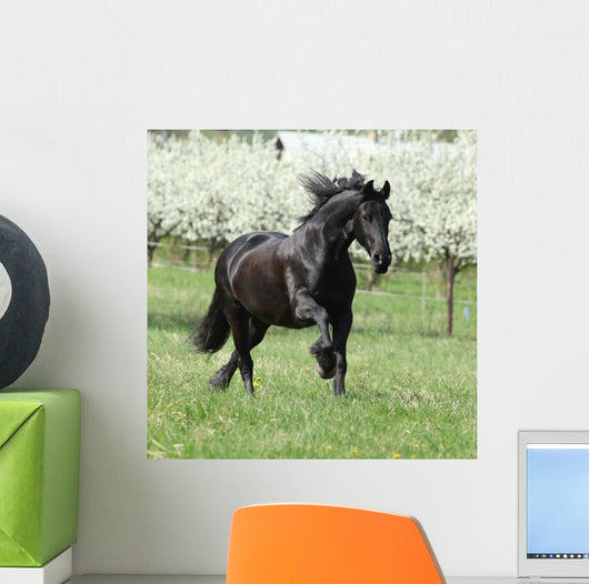 Gorgeous Friesian Mare Running Wall Mural