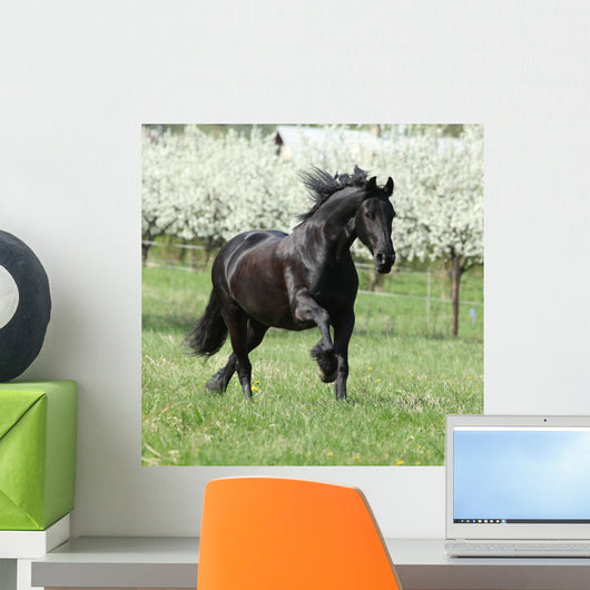 Gorgeous friesian mare running in front of flowering trees Wall Mural