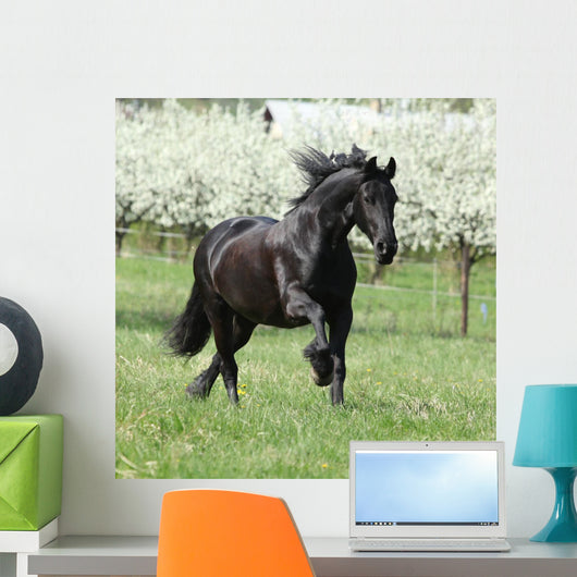 Gorgeous friesian mare running in front of flowering trees Wall Mural