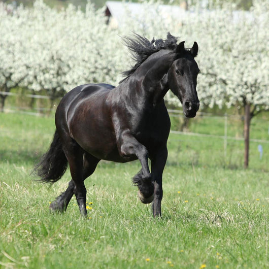 Gorgeous friesian mare running in front of flowering trees Wall Mural