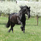 Gorgeous friesian mare running in front of flowering trees Wall Mural