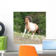 Pony running on pasturage in hot summer Wall Mural