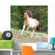 Pony running on pasturage in hot summer Wall Mural