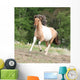 Pony running on pasturage in hot summer Wall Mural
