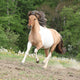 Pony running on pasturage in hot summer Wall Mural