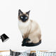 Thai Cat Is Traditional