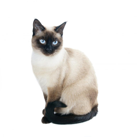 Thai Cat Is Traditional