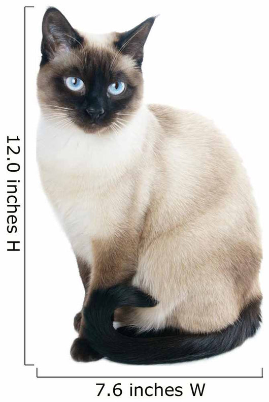 Thai Cat Is Traditional