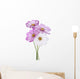 Cosmos Flower