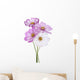 Cosmos Flower