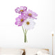 Cosmos Flower