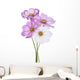 Cosmos Flower