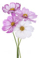 Cosmos Flower