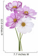 Cosmos Flower