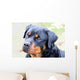 Rottweiler Wall Mural