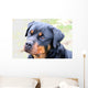 Rottweiler Wall Mural