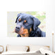 Rottweiler Wall Mural
