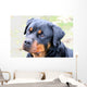 Rottweiler Wall Mural